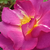 Ružičasta - Floribunda ruže - Blauwestad